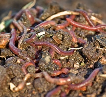 worms