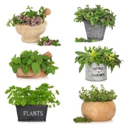 growing herbs in containers