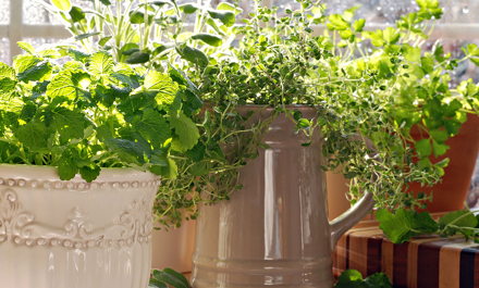 growing herbs in containers