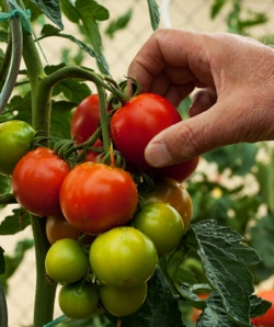 growing tomatoes in containers