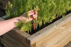 growing vegetables in containers