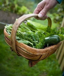 organic vegetable garden