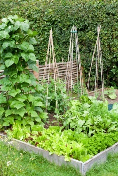 raised bed gardening