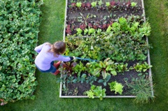 raised vegetable bed