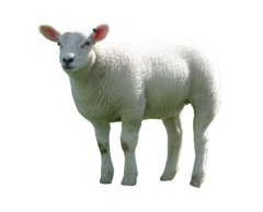 sheep wool insulation