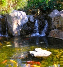 koi pond