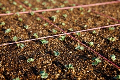 square foot garden