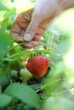 strawberry container gardening