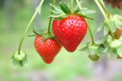 strawberry plant