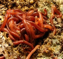 worms for compost
