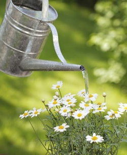 Container Gardening