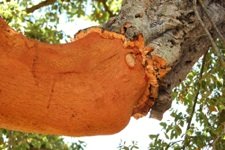 cork oak