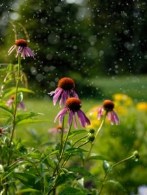 echinacea