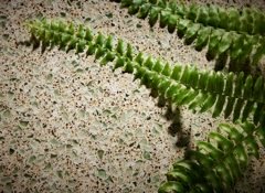 green countertops