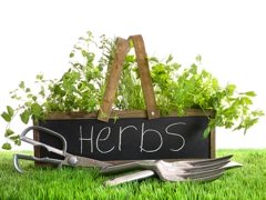 growing herbs in containers