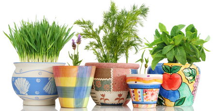 growing herbs in containers