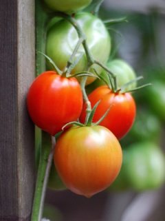 growing tomatoes in containers