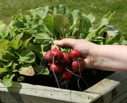 growing vegetables in containers radish