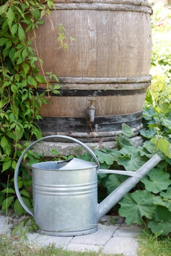 harvesting rainwater