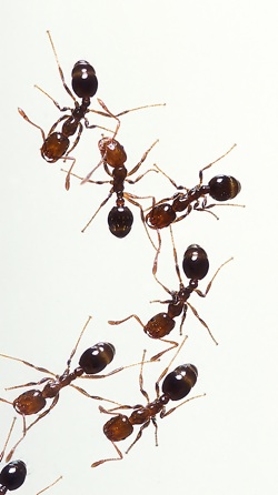 natural ant killer